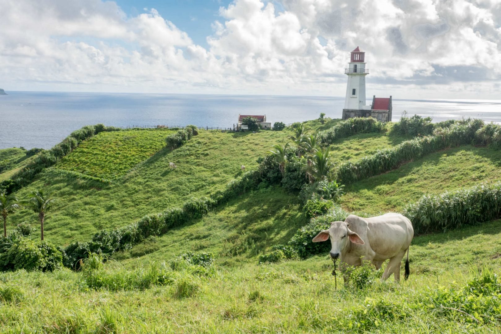 A herd of cattle grazing on a lush green field
Description automatically generated