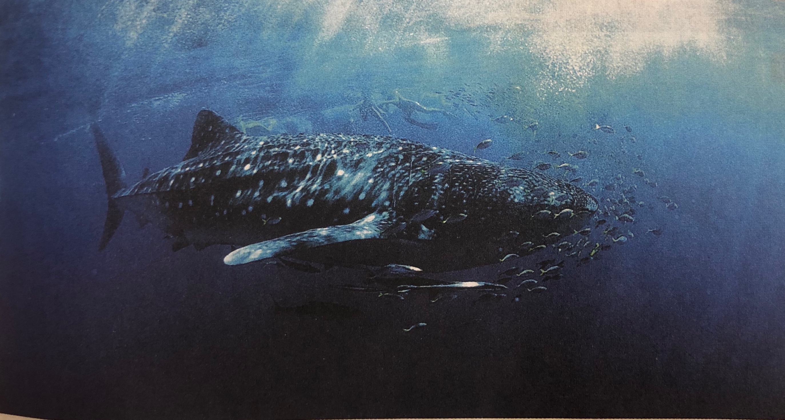 A picture containing animal, water, wave, sitting
Description automatically generated